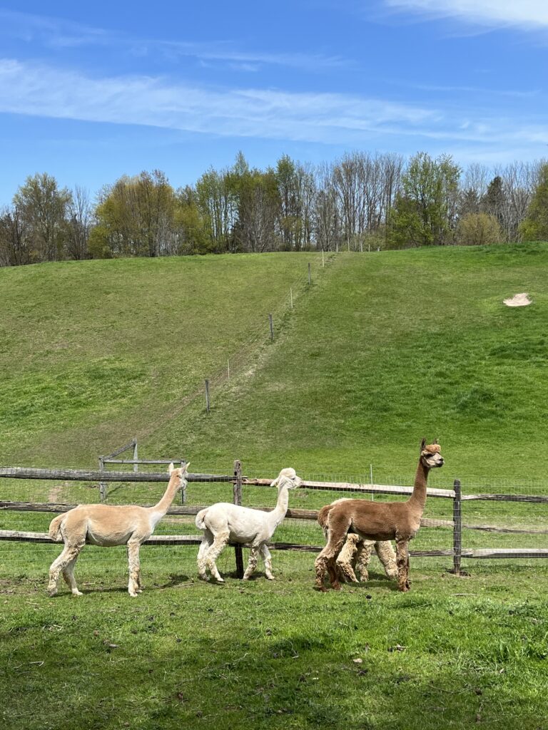 Alpacas following their leader in a green pasture