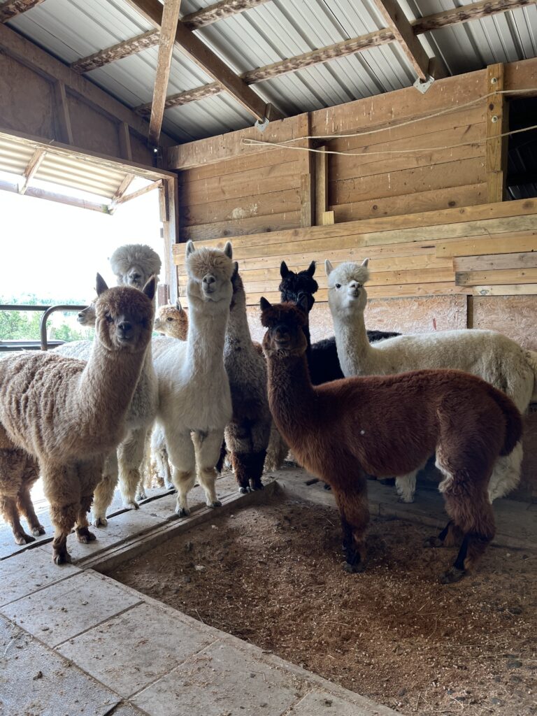 A group of alpacas in a barn