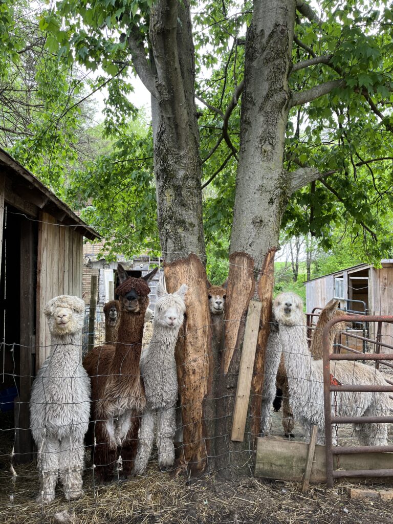 Suri alpacas smiling and looking at the camera