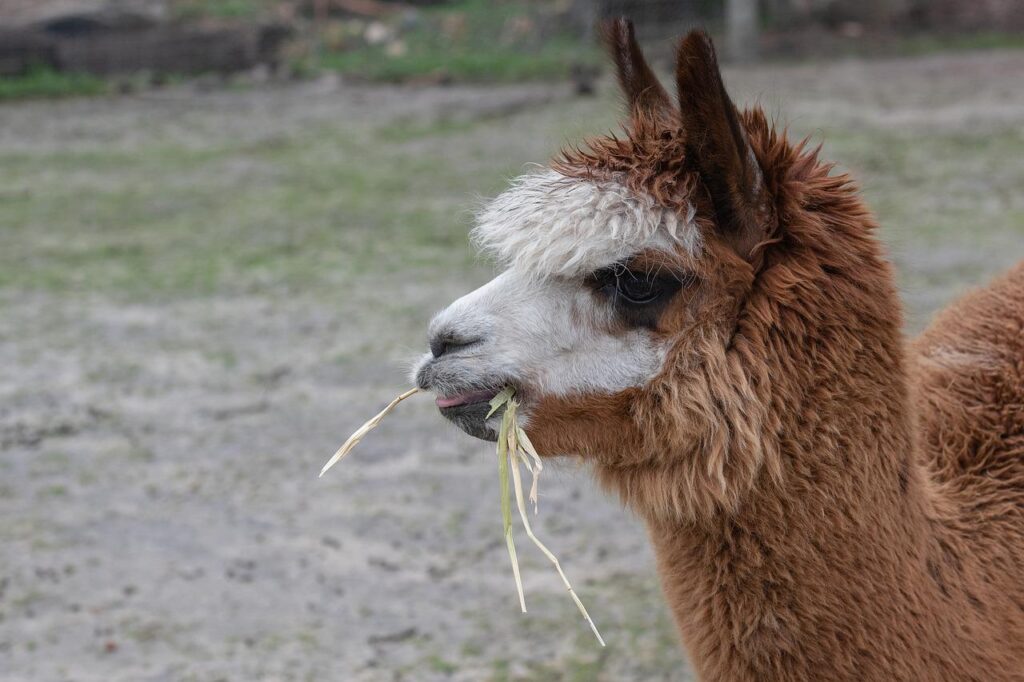 A single alpacas with hay in its mouth