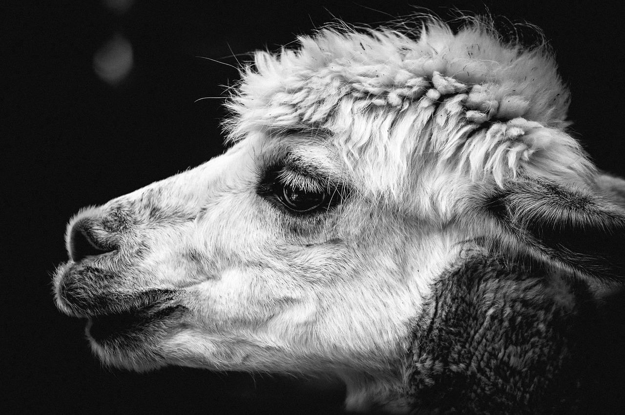 Happy alpaca in black and white