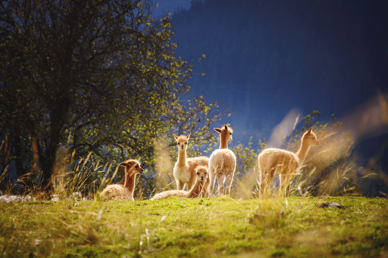 Alpacas together in their pasture