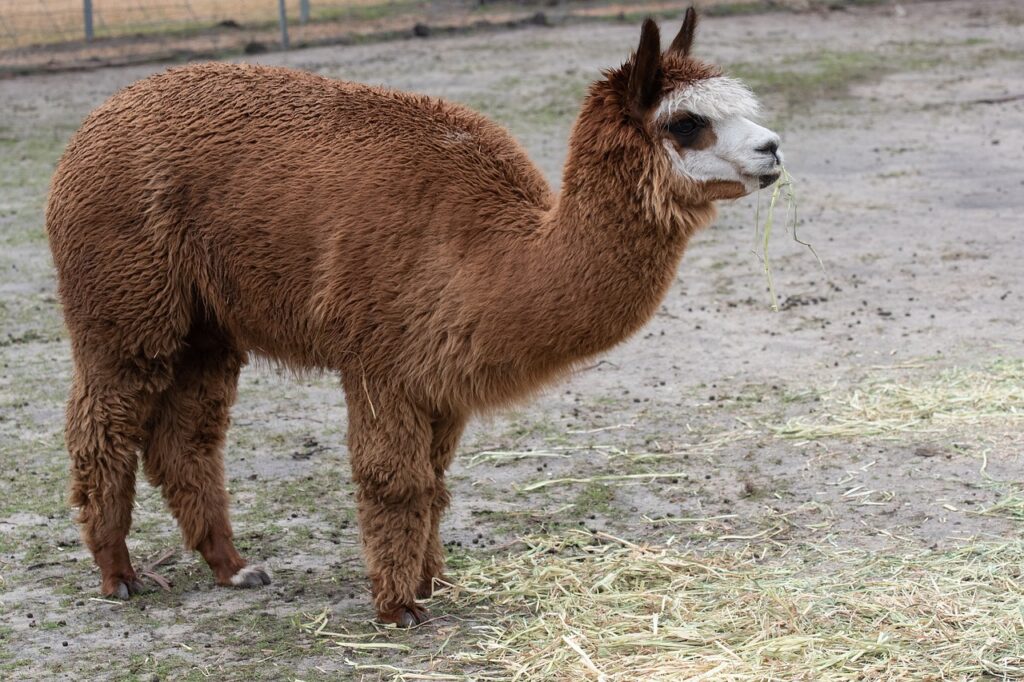 A sick alpaca