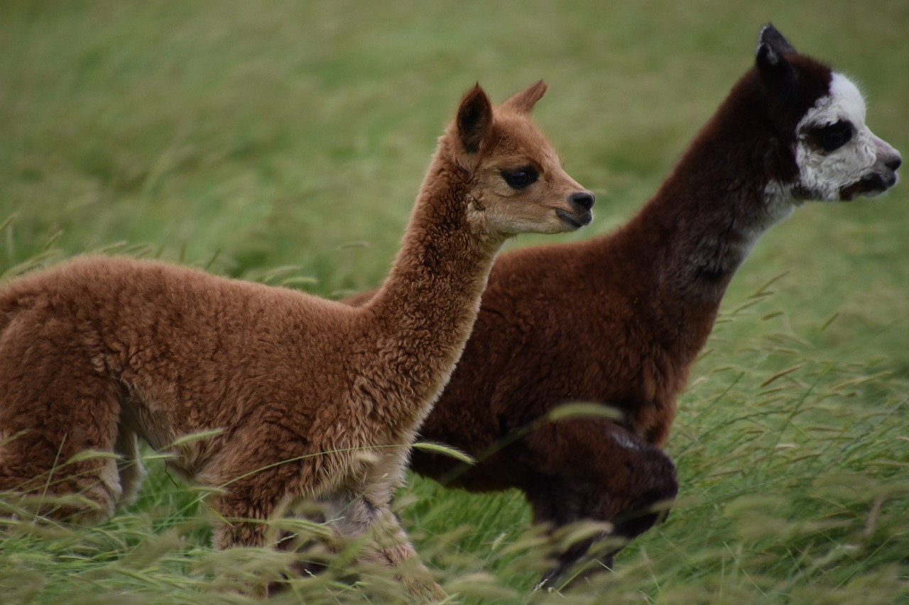 Two alpacas running through a pasture with long grass