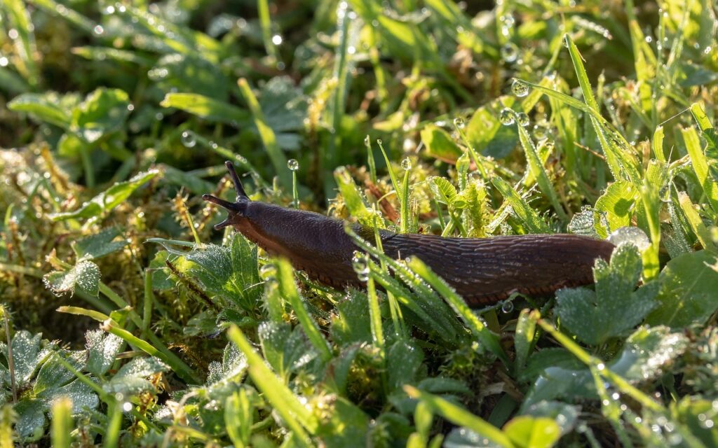 A snail crawling through green grass