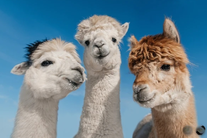 Three Alpacas Looking At The Camera