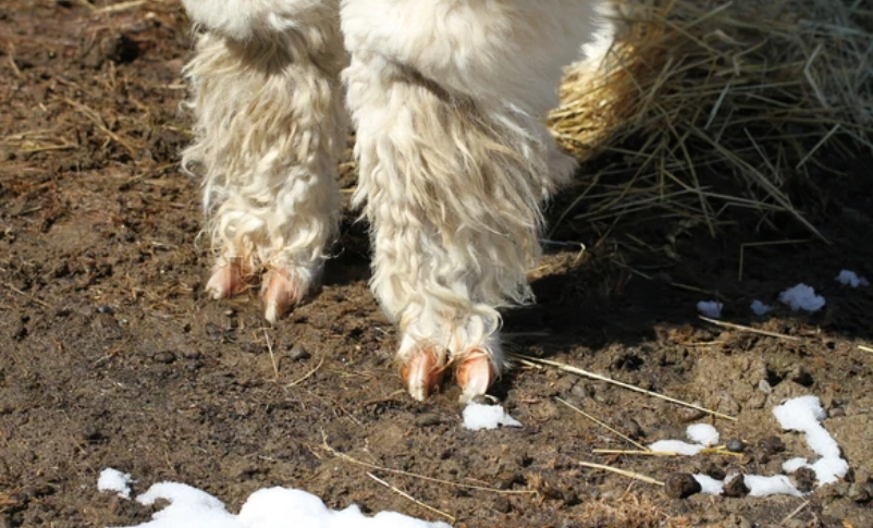 An Alpacas Feet Standing In The Mud